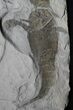 Multiple Eurypterus (Sea Scorpion) Fossil - New York #31406-2